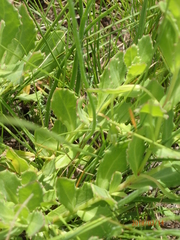 Osteospermum grandidentatum