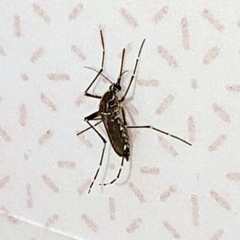 Aedes aegypti