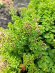 Origanum majorana