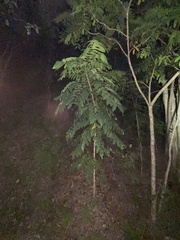 Flindersia schottiana