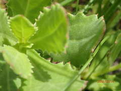 Osteospermum grandidentatum