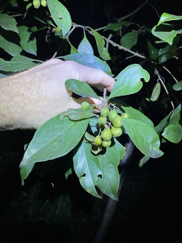 Pittosporum ferrugineum