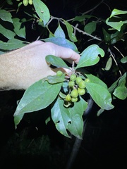 Pittosporum ferrugineum