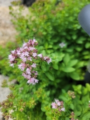 Origanum majorana