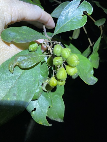Pittosporum ferrugineum, photograph 2