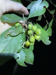 Pittosporum ferrugineum