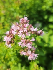 Origanum majorana