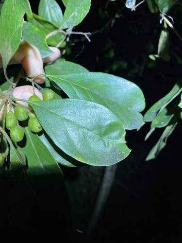 Pittosporum ferrugineum, photograph 3