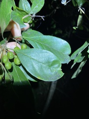 Pittosporum ferrugineum