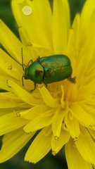 Cryptocephalus aureolus