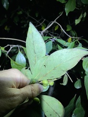 Pittosporum ferrugineum