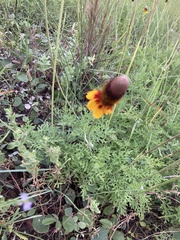 Ratibida peduncularis