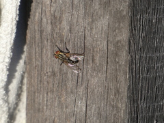 Sarcophaga aurifrons