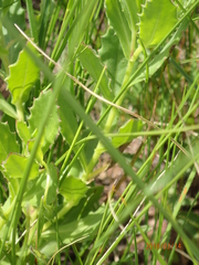 Osteospermum grandidentatum