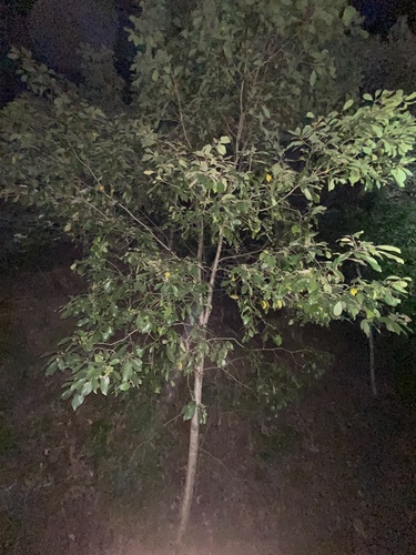 Pittosporum ferrugineum, photograph 6