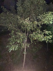 Pittosporum ferrugineum
