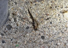 Ululodes macleayanus