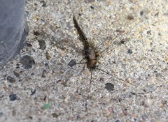 Ululodes macleayanus