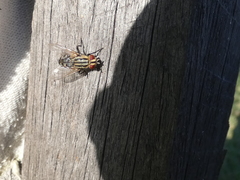 Sarcophaga aurifrons