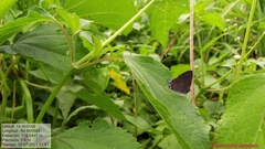 Rubroserrata mathewi