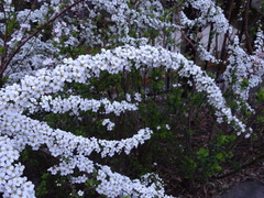 Spiraea thunbergii