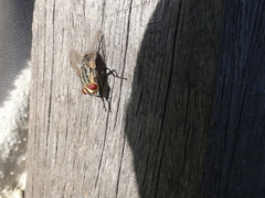 Sarcophaga aurifrons