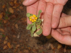 Grindelia ciliata