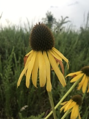 Echinacea paradoxa paradoxa
