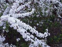Spiraea thunbergii