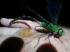 Anax gibbosulus