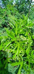 Cissus tiliacea