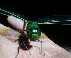 Anax gibbosulus