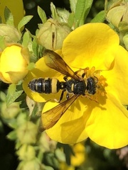 Cerceris californica