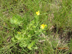 Osteospermum grandidentatum