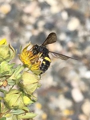 Cerceris californica