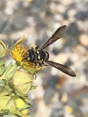 Cerceris californica