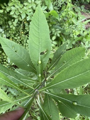 Neolasioptera vernoniae