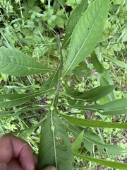 Neolasioptera vernoniae