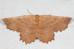 Euchlaena johnsonaria