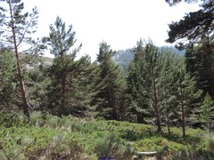 Juniperus communis saxatilis