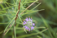 Dalea compacta