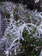 Spiraea thunbergii
