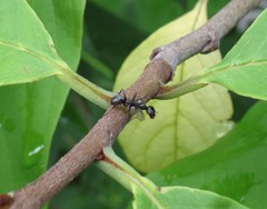 Myrmecothea myrmecoides