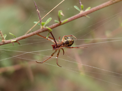 Phonognatha