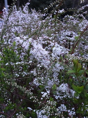 Spiraea thunbergii