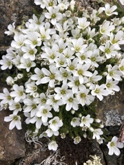 Pseudocherleria macrocarpa