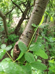 Amphipterygium molle