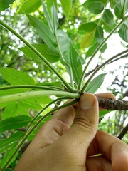 Amphipterygium molle