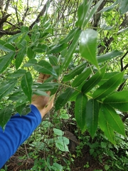 Amphipterygium molle