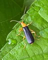 Podabrus fayi